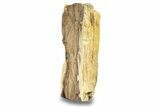 Polished, Petrified Wood (Metasequoia) Stand Up - Oregon #263733-1